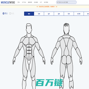 MuscleWiki 中文健身网